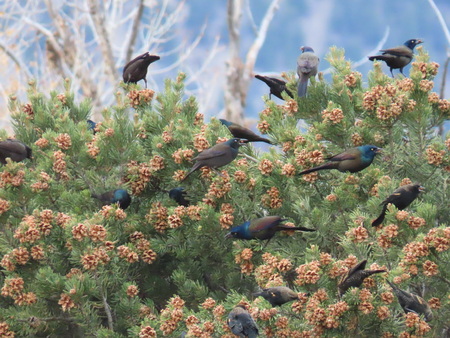 Common Grackles in Piñon