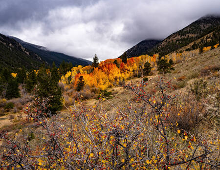 Autumn in Gold and Red