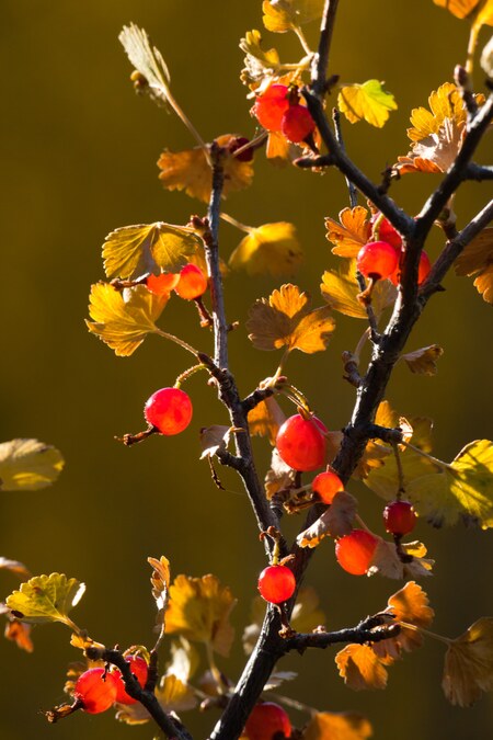 Autumn Fruits