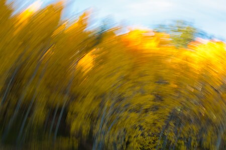 Swirling Aspens