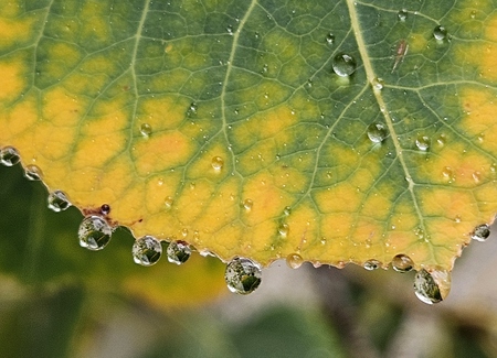 Aspen Drops