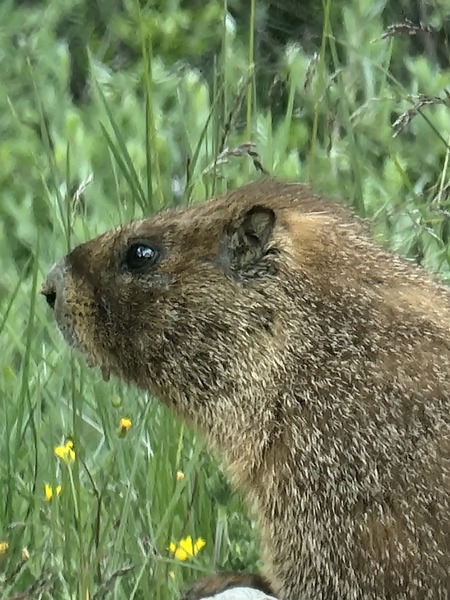 Marmot