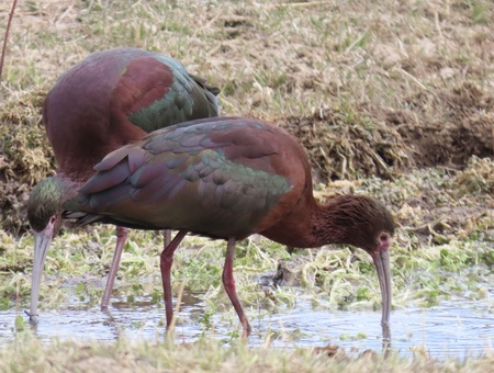 Irridescent Ibis