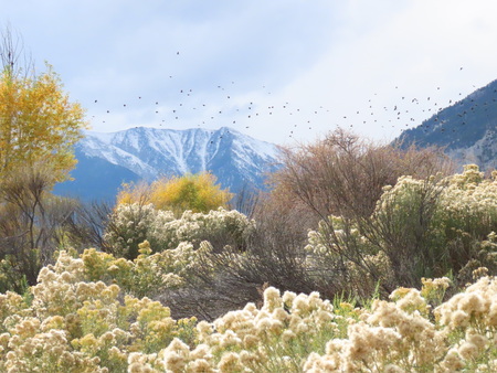 Fall Flock in Flight