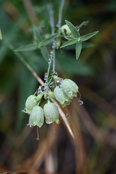 Misty Morning  Bells