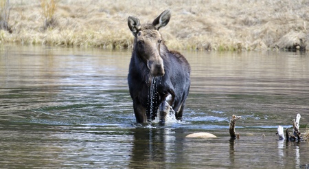 Moose drool