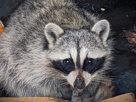 Trash Panda at the Urban-Wildlife Interface