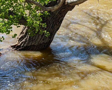 Steadfast Cottonwood