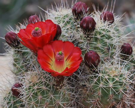 Claret Cup cactus