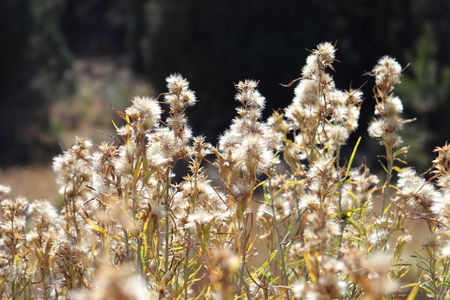 Fall breeze