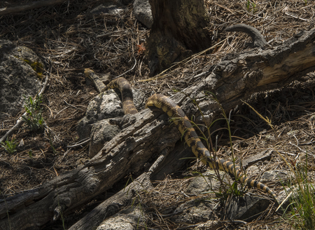 King Bull Snake