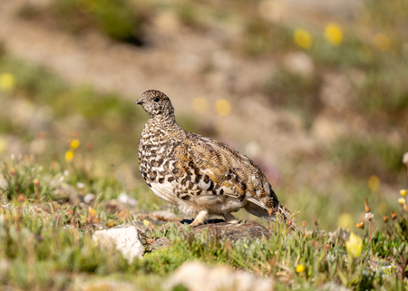 CDT Ptarmigan Ptrekking