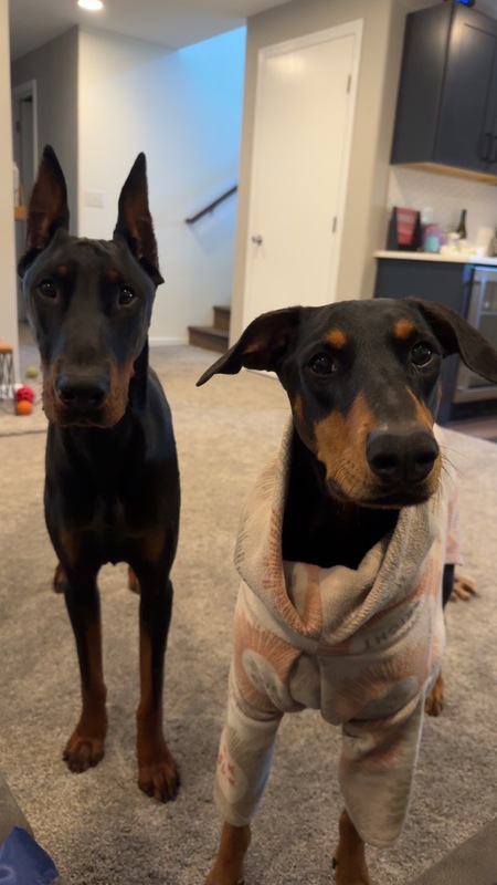 Miss Whiskey (in the sweater) and her former foster brother