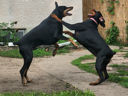 Lupin and Lucyfur 