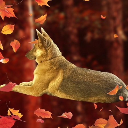 Dogs of Fall