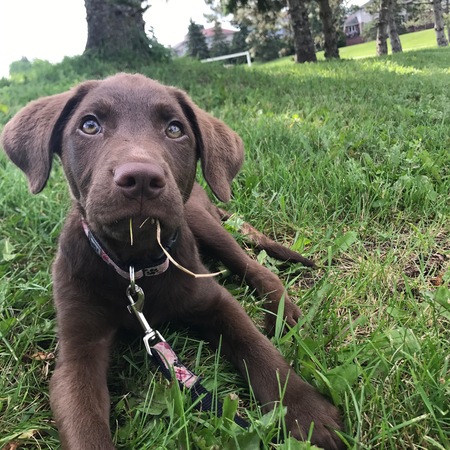 Chai enjoying the grass.