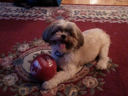 Bandit and his new ball.