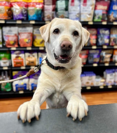 "Please may I have a treat" - every pet's favourite store