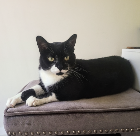 Sidd - the tuxedo cat