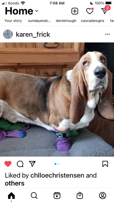 Basset Buddy