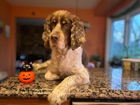 A happy Ringo on Halloween