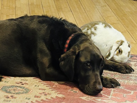 Hops & Hershey; the odd couple