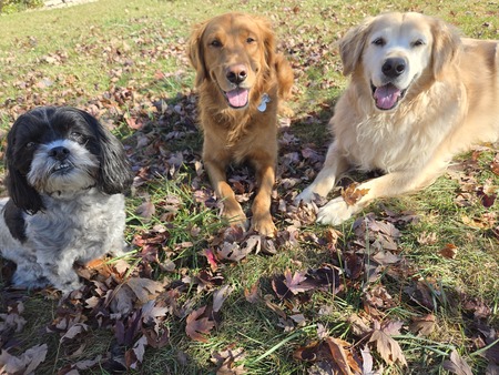 Oscar, Cooper, and Tucker