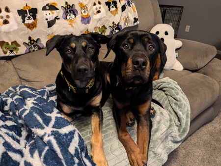 Brutus and Mila