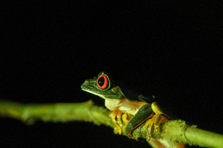 Belizean red-eyed tree frog