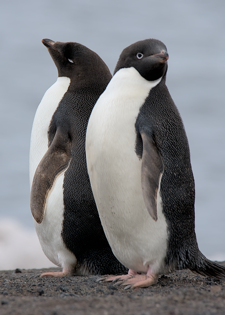 Too Sexy For My Tux