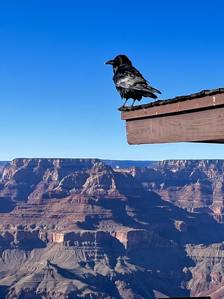 Guardian of the Canyon,  Grand Canyon AZ