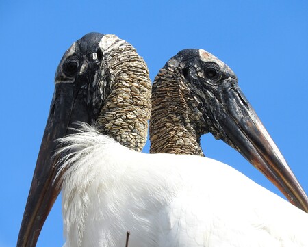 Dual Storks