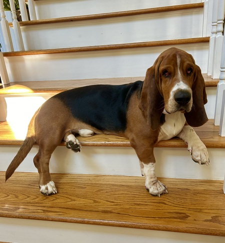 Theodore B. Hound (Ted)