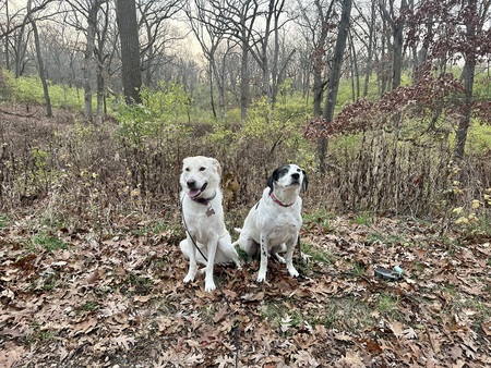 Hjalmarsson and Madison