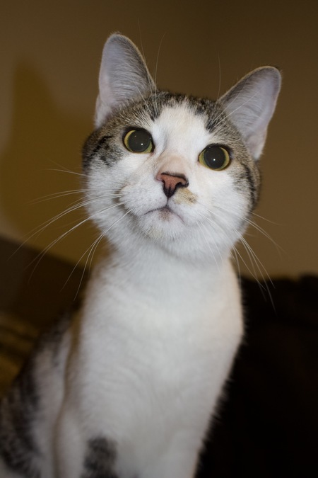 Max