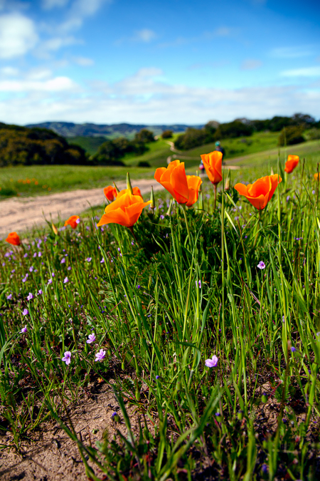 The Arrival of the Poppies