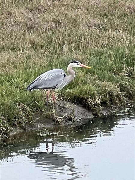 Grey Heron- Bird Walk