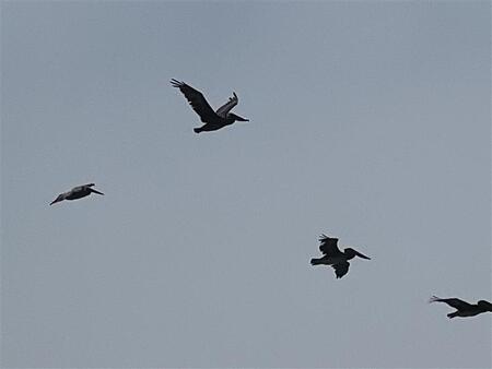 Pelicans in flight