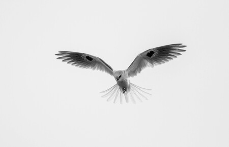 White-Tailed Kite