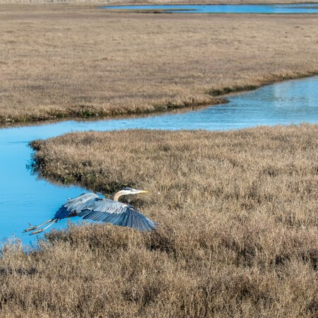 Blue heron at Bird Walk Coastal Access