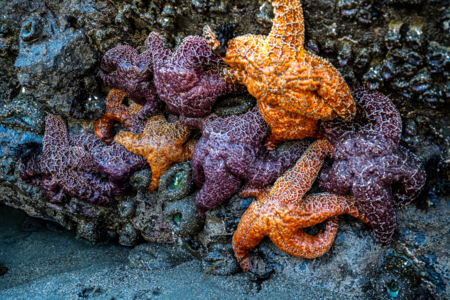 Sea stars, Short Tail Gulch tidal pools