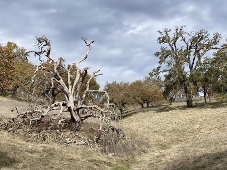 Trees - old and new