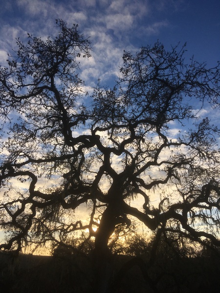 Quiet Gnarly Elegance at Sunset