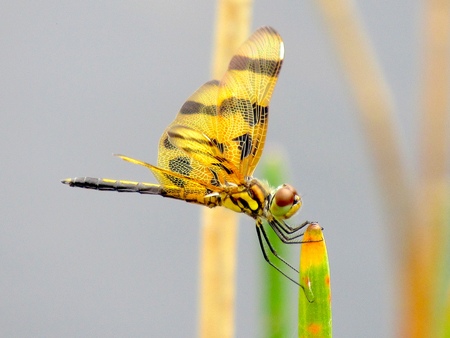 Glassy Wings over Grassy Waters