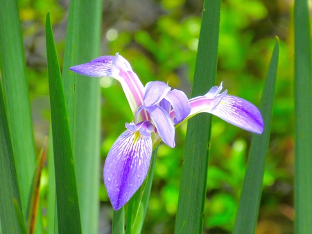 Iris