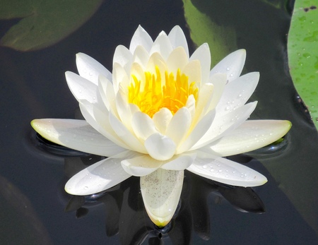 Water Lily