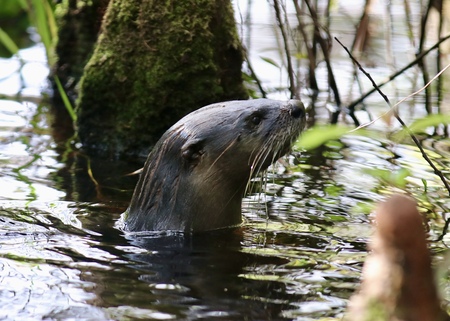 Otter