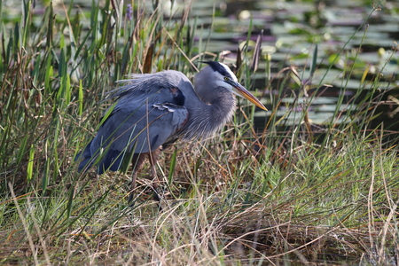 Heron