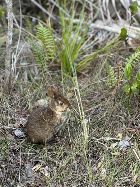 Marsh rabbit 