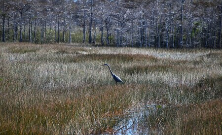 Whispers of the Marsh